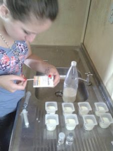 Verificação do pH das amostras de leite.
